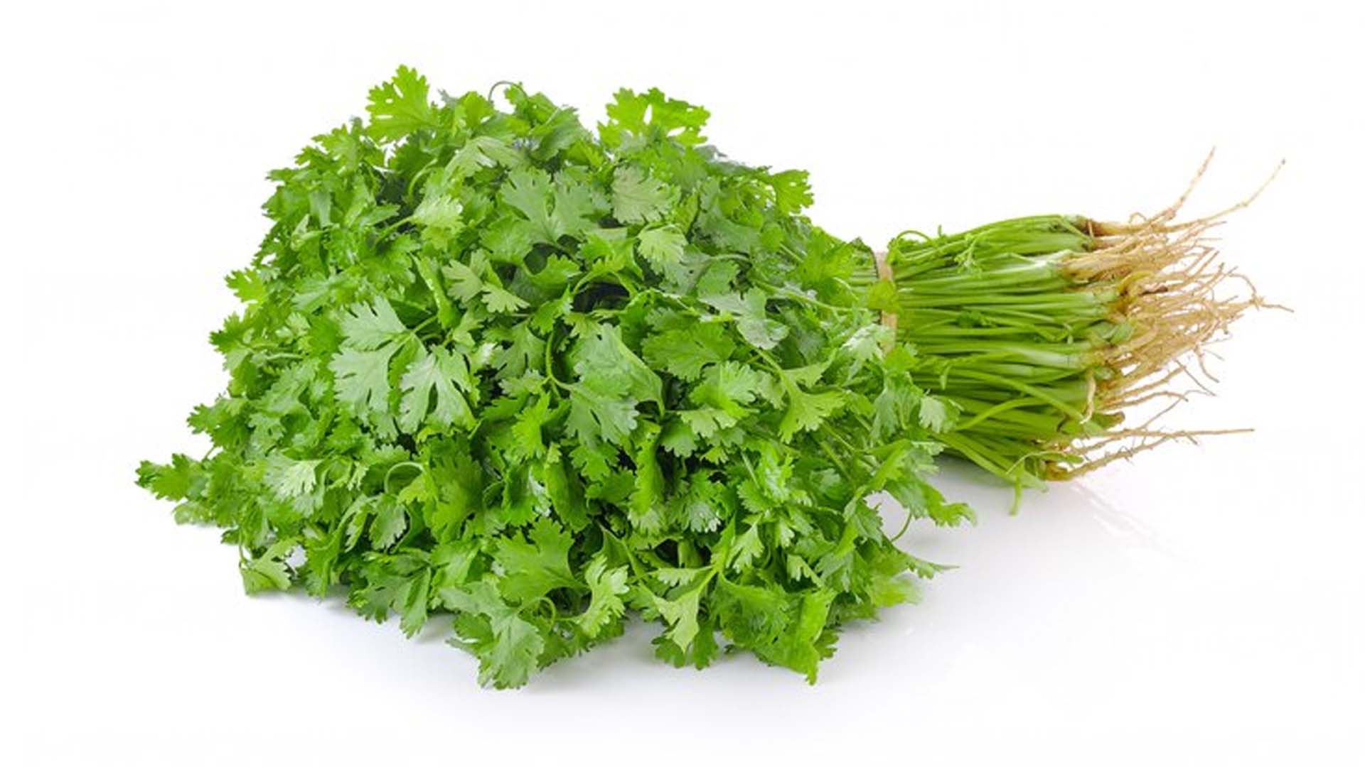 What are the Health Benefits of Coriander? – NutritionFact.in